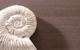 Бейц. Подчеркивает текстуру древесины