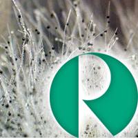 герметик с защитой от плесени, фунгицидная защита герметика, RAMSAUER